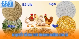 Bi Quyet Toi Uu Thuc An Dinh Duong Cho Ga